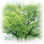 写真：市の木　くすの木