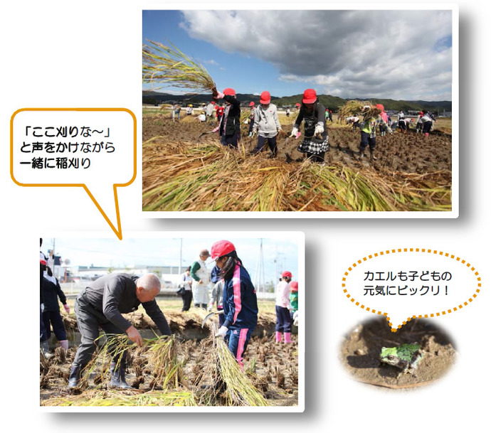 写真：直川小学校・城北小学校の児童らが稲刈り体験