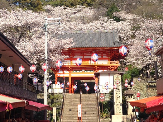 紀三井寺　桜