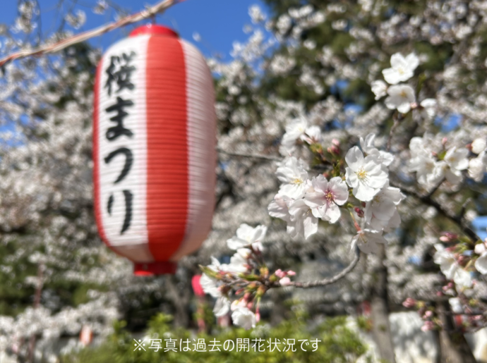 提灯と桜(昼間)