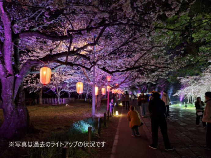 光の回廊と桜