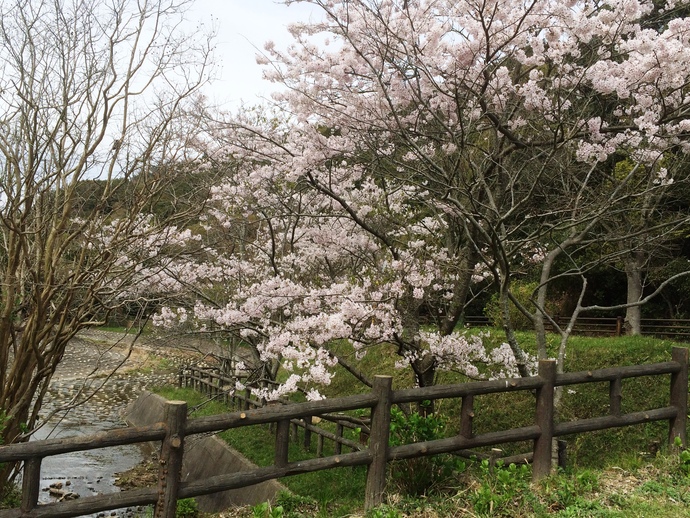 市道沿いの桜