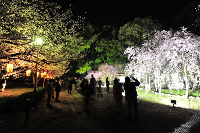 和歌山城 夜桜