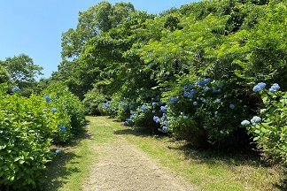 森林公園のあじさい　咲きはじめ　6月3日撮影