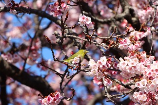 ちかばで発見した春　メジロと早咲きの桜