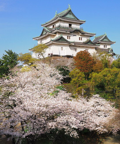 和歌山城と桜の写真