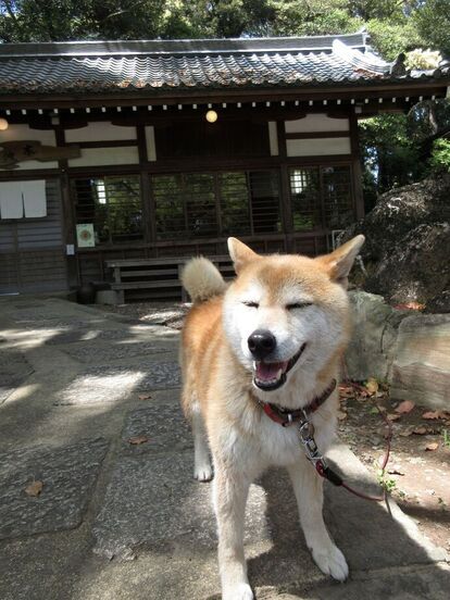 神社と犬の写真
