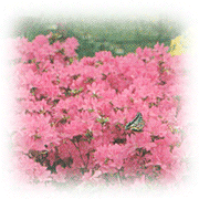 写真：市の花　つつじ