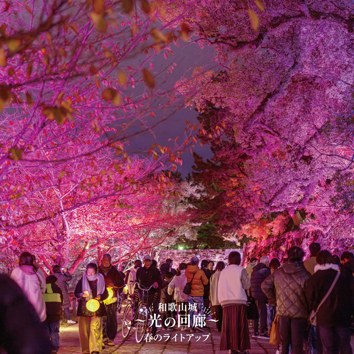 　桜ライトアップイメージ