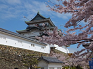 和歌山城公園桜まつり