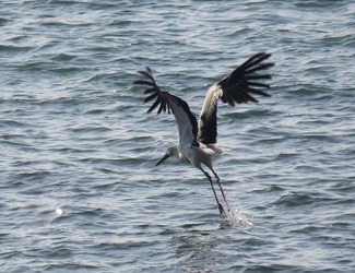 写真：コウノトリの様子 その4