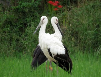 写真：コウノトリの様子 その5