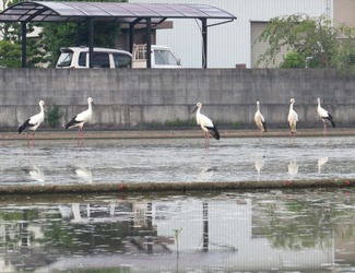 写真：コウノトリの様子 その2