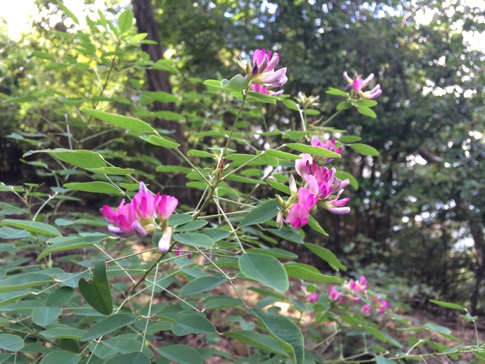 萩の花