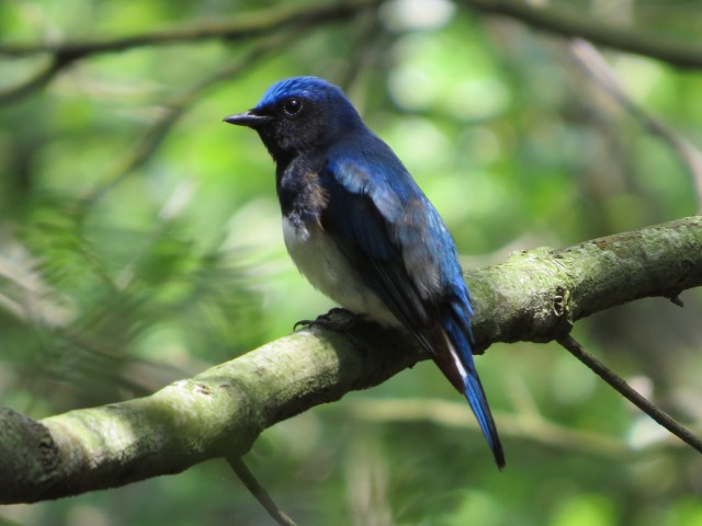 森林公園の鳥(1)