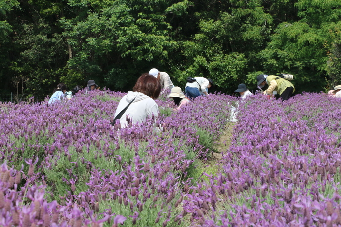 花摘み体験の様子