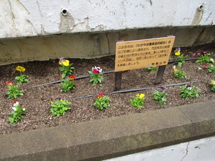 第2回植え替え2