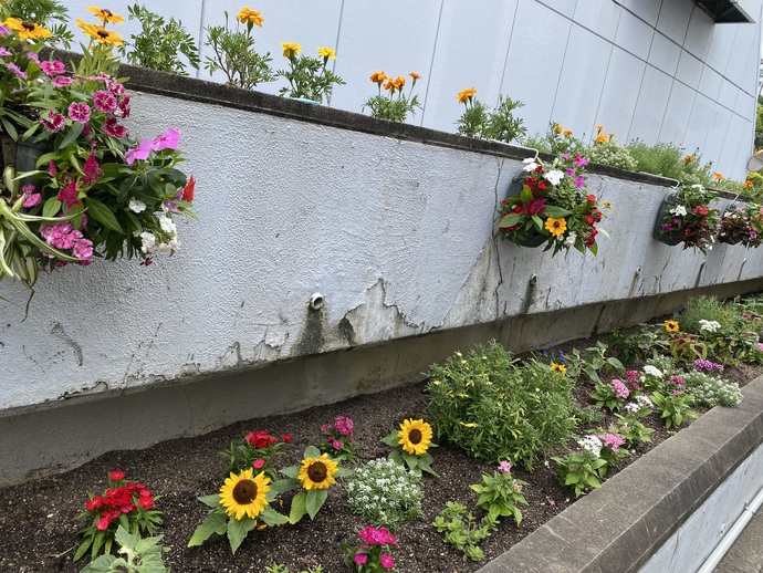 植替写真