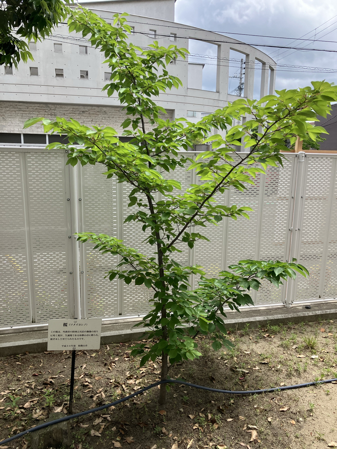 吹上小学校_桜