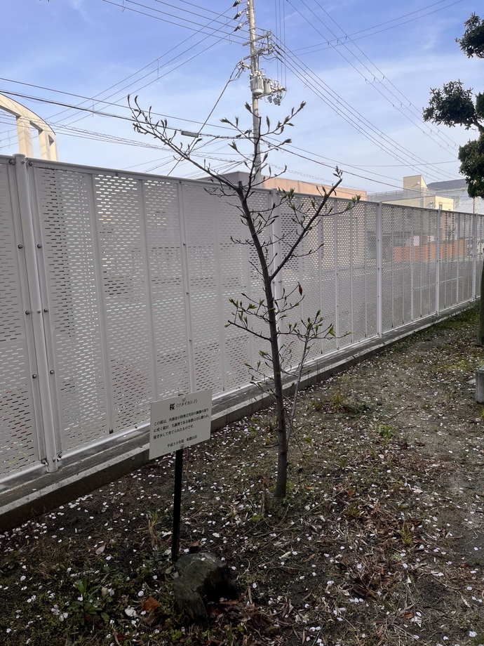 吹上小学校_桜