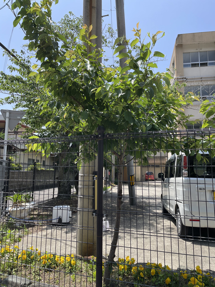 加太中学校_桜