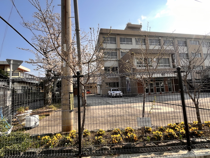 加太中学校_桜