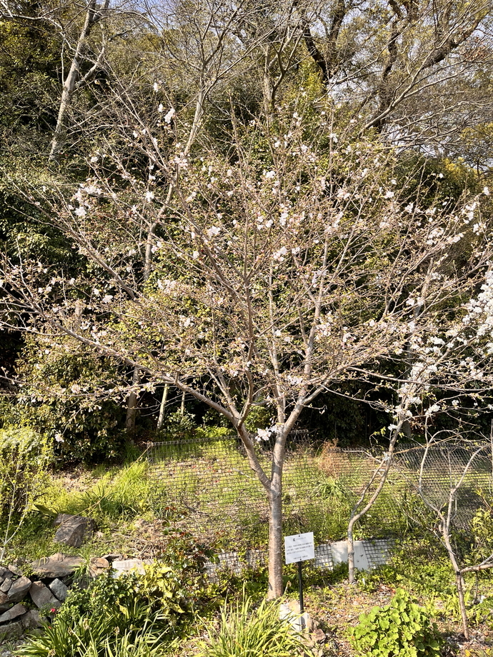 蔵前庵_桜
