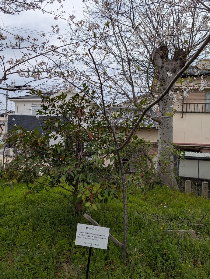 津秦天満宮_桜