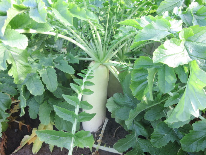 わかやま布引だいこん