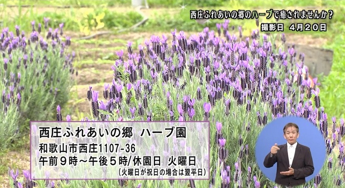 西庄ふれあいの郷のハーブで癒されませんか？
